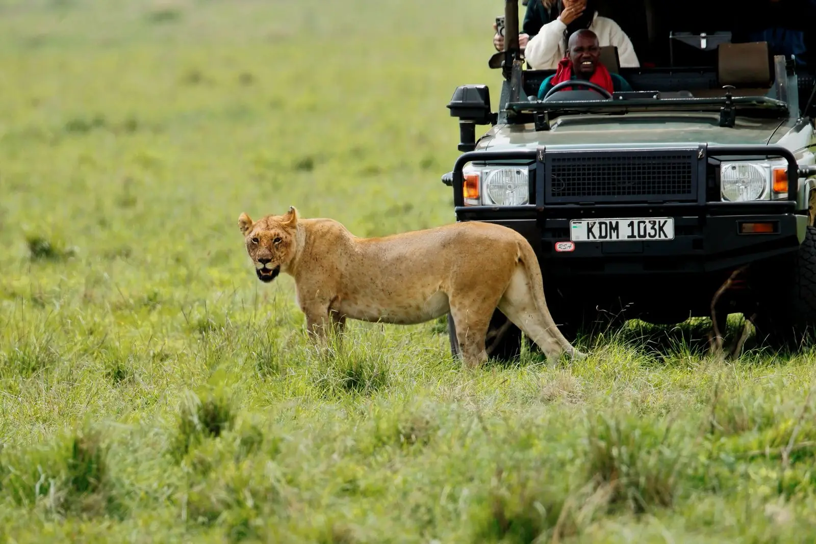A lioness stands in the long grass of the Maasai Mara beside an open safari vehicle, its driver smiling behind the wheel.